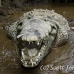 crocodile_american_tar_h_1585_cos2588.jpg